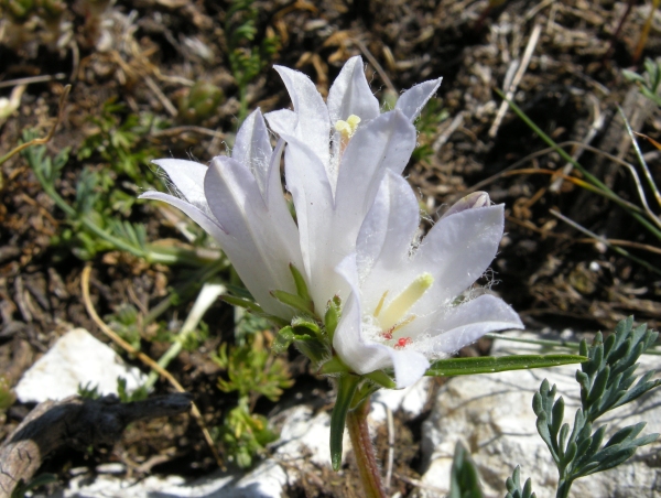 Campanula graminifolia bianca